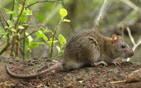 Parásitos que pueden transmitir las ratas de alcantarilla